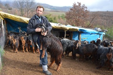 Hırsızlıkta Son Nokta! Ağıla Girdiler, Gebe Keçileri Seçip Çaldılar