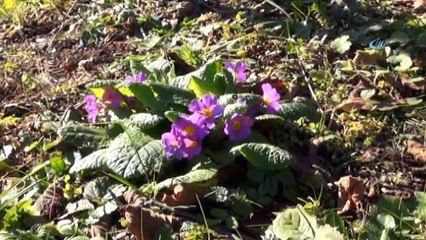 Kar beklenen Sakarya'da Kış çiçekler açtı