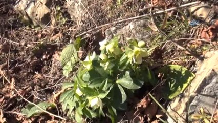 Kar Beklenen Sakarya'da Kış Çiçekler Açtı