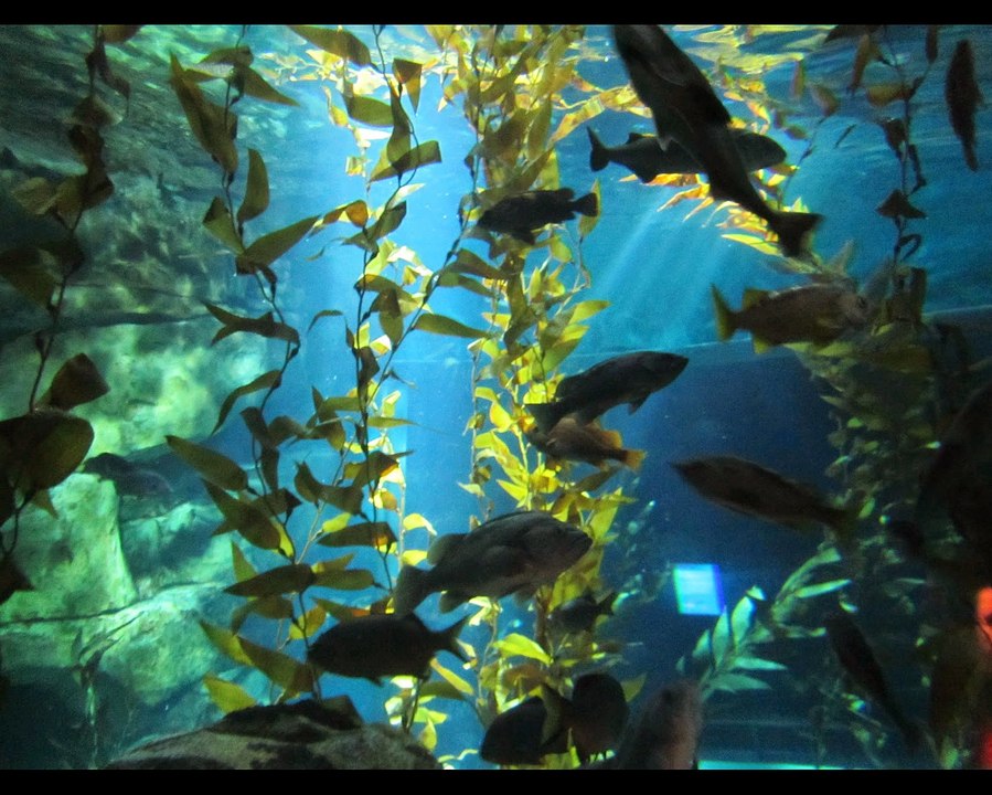 Visit Torre di Lago Puccini Day 1