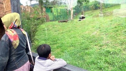 Çin'in diplomat pandalarına 'sarayda' özenle bakılıyor - CAKARTA