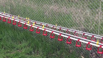 Üniversite 'organik yumurta' hizmeti verecek - ADANA