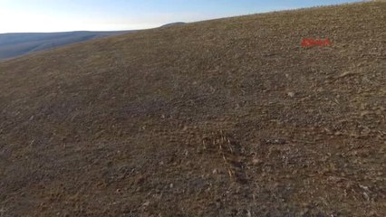 Konya Anadolu Yaban Koyunlarının Sayıları Gün Geçtikçe Artıyor