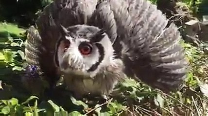 بوم  يتنكر في شكل طاووس سبحان الخالق