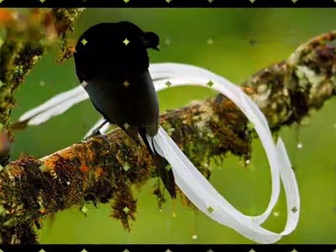 أجمل طيور الجنة سبحان الخالق المصور