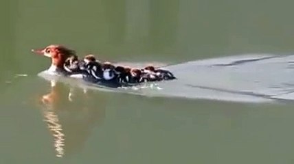 ما أروع الأم و حنانها  سبحان الله