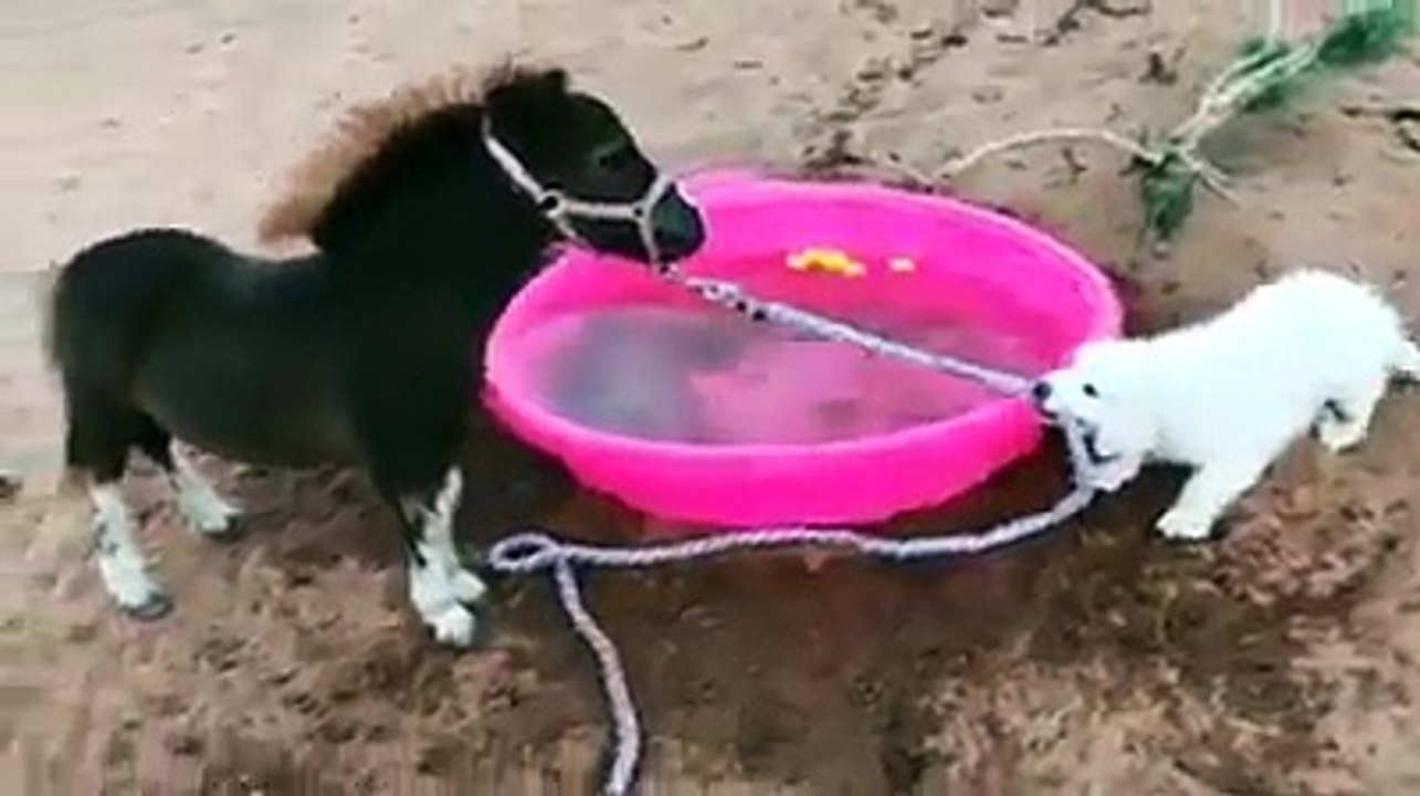 أروع وأجمل فيديو عن الصداقة لن تصدق ما ستراه روعة