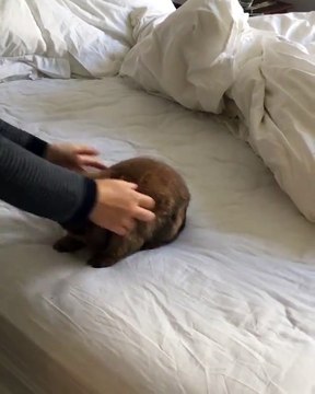 Quand ton lapin veut à tout prix rester sur le lit