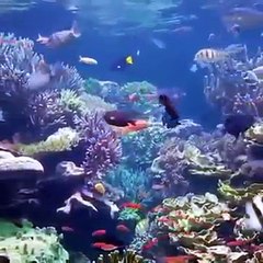 مقطع مذهل و رائع من داخل أعماق المحيط