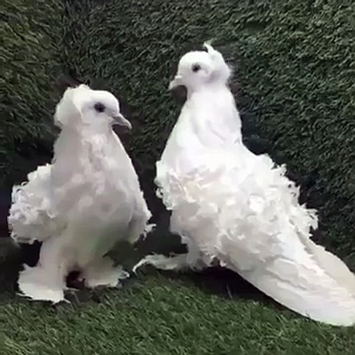 أجمل أنواع الحمام في الكون ، سبحان الخالق