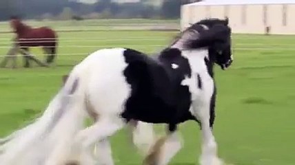 أجمل حصان في الكون سبحانك ربي