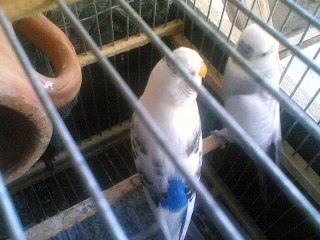 اجمل و اروع فيديو