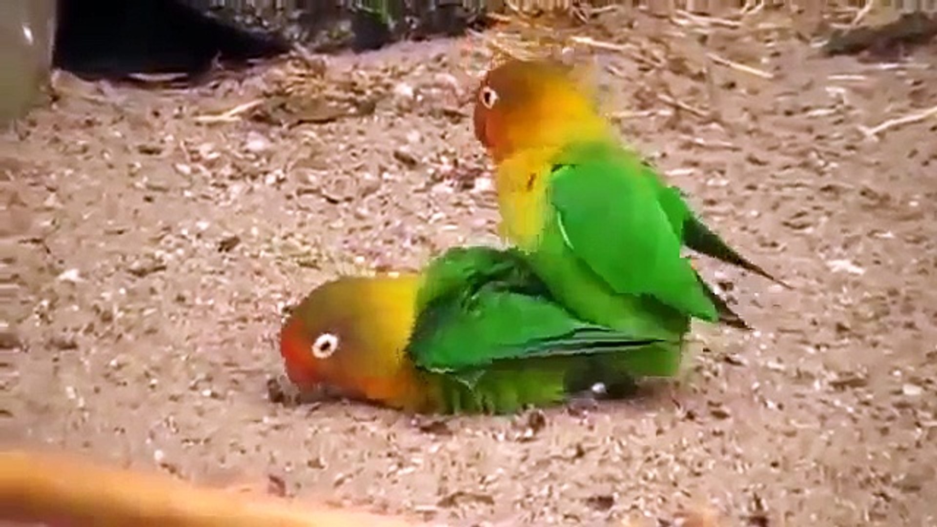 أحلى و أروع تزاوج طيور الحب الجميله Love Bird - فيديو Dailymotion