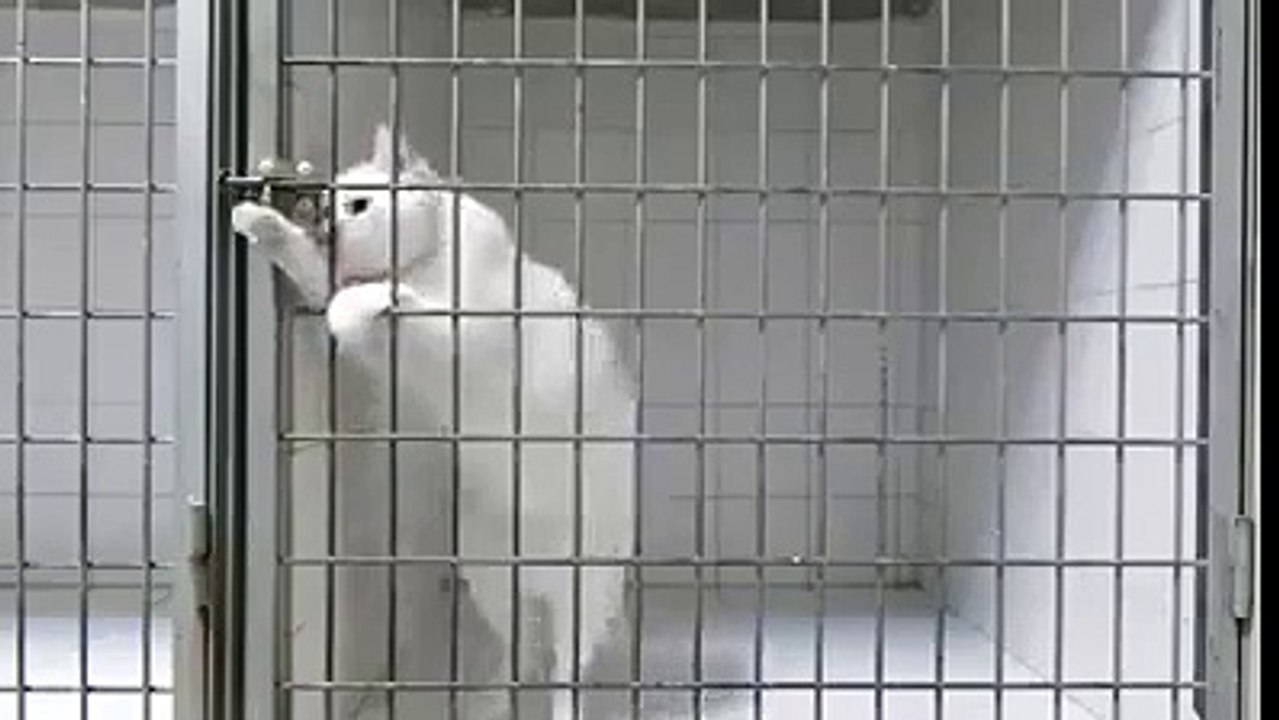 أذكى قطة في العالم شاهد ماذا تفعل سبحان الله