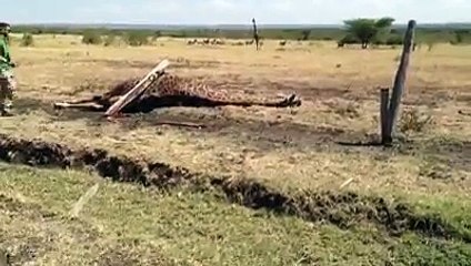 ارحموا من في الأرض يرحمكم من في السماء