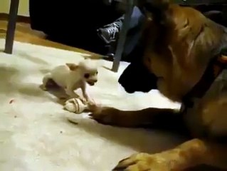 تحدي بين الأصغر والأكبر حجماً هههه مضحك