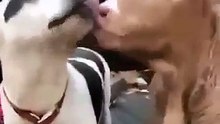 صداقة غريبة و عجيبة بين كلب و بقرة سبحان الله