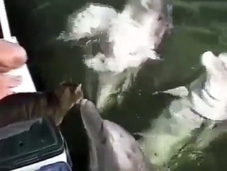 صداقة وحب بين دلفين وقط سبحان الله