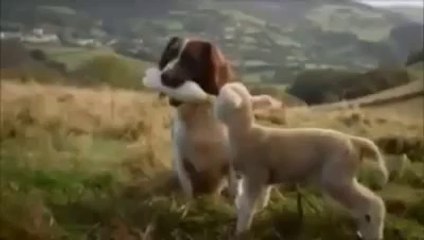 حيوانات اليفه