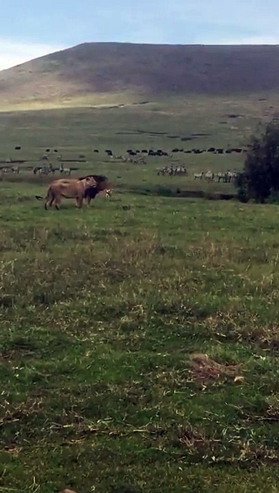 un chien s'attaque à un lion
