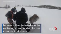 Un élan pris dans la neige jusqu'au cou