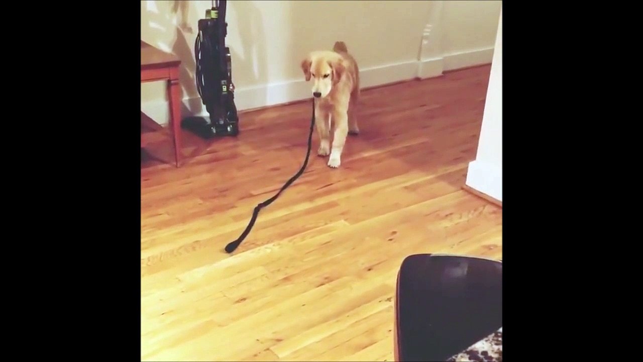 Quand ton chien se sent suivi par sa propre laisse