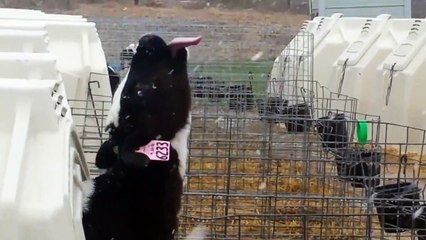 Malin : cette vache profite de la neige pour calmer sa soif