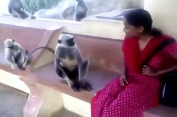 whatsapp funny videos india whatsapp funny videos india कभी देखा है लंगूर langur monkey ta