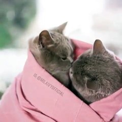 Very Cute Kittens Playing Video Clip