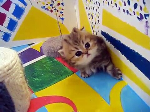 Cute Persian kittens Very Cute Video Clip