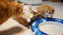 A Cat Mom Hugs Her Cute Kittens Munchkin Video Clip