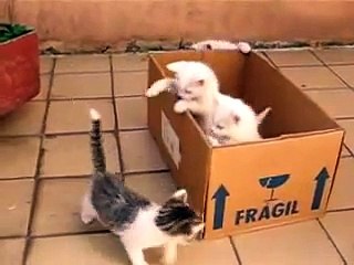 Cute kittens Playing - Video Clip