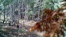 High Elevation Bigfooting Monte Cristo Utah
