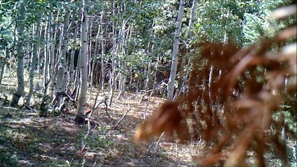 High Elevation Bigfooting Monte Cristo Utah