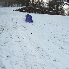 Ce chien a compris comment faire de la luge tout seul !