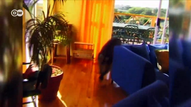 Sudáfrica: sonidos para ahuyentar | Reporteros en el mundo