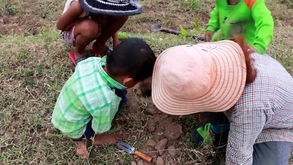Niños capturan arañas Grandes como jugando increible ¡¡¡