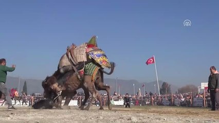 İncirliova'da Deve Güreşleri Festivali Yapıldı
