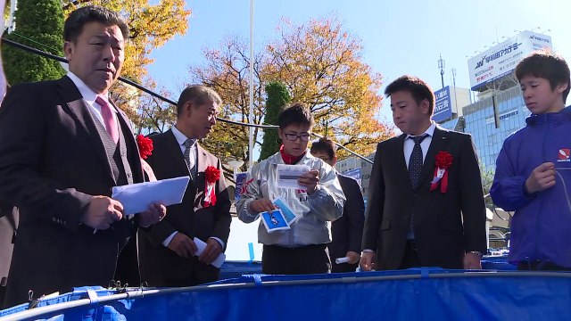 Les carpes koï colorées, des reines de beauté made in Japan