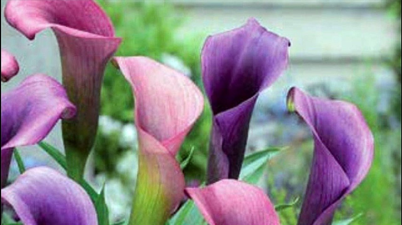 Calla lily