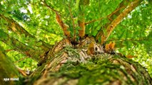 Forest sounds, relaxing noise: birds sing, insects and trees ⛰