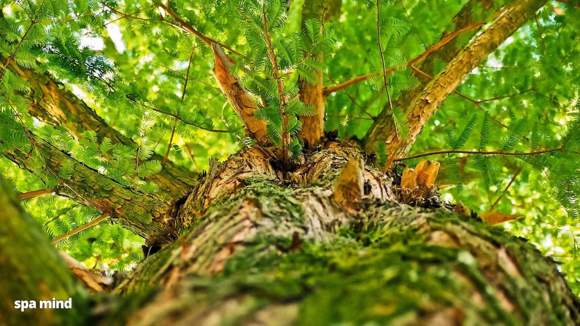 ⁣Forest sounds, relaxing noise: birds sing, insects and trees ⛰