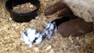 Z57 presents speckled bunnies