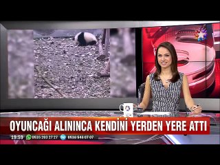 Oyuncağı elinden alınan panda çocuk gibi kendini yerden yere attı