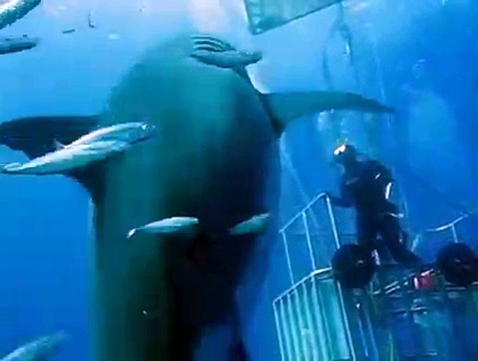 Deep Blue filmé à nouveau !