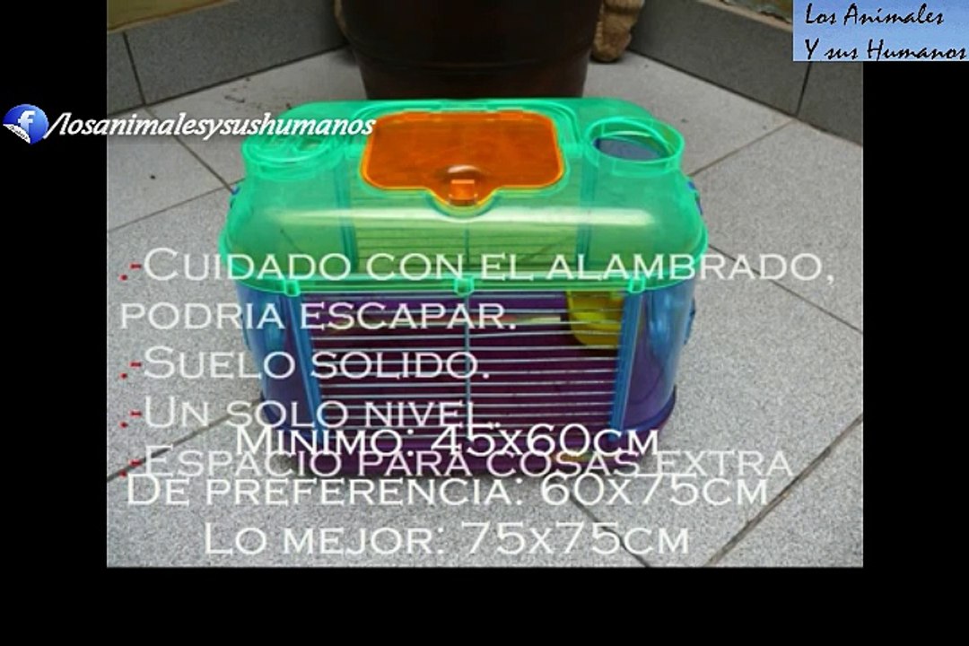 ¿Un Erizo como Mascota?