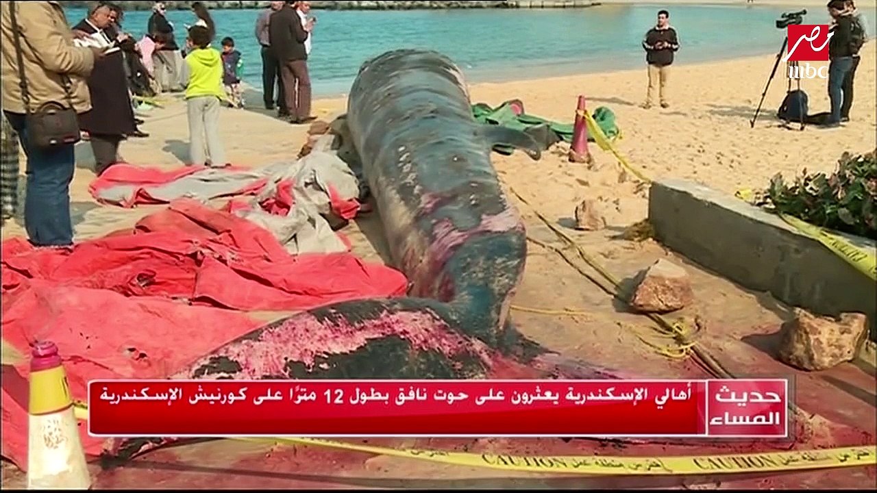 أهالي الاسكندرية يعثرون على حوت نافق طوله 12 مترا على كورنيش الإسكندرية