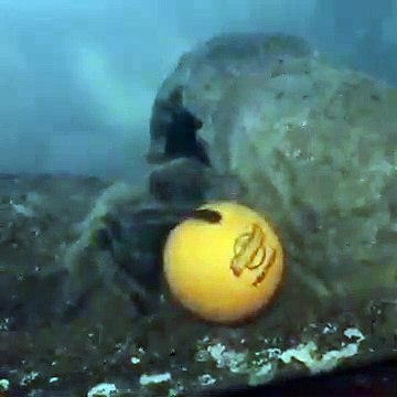 Cette araignée géante s'amuse avec sa balle de ping pong... Mygale adorable