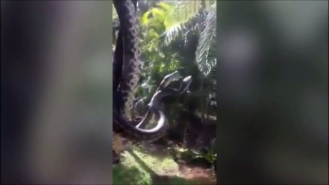 Quand tu ne peux pas ouvrir la fenetre à cause des serpents