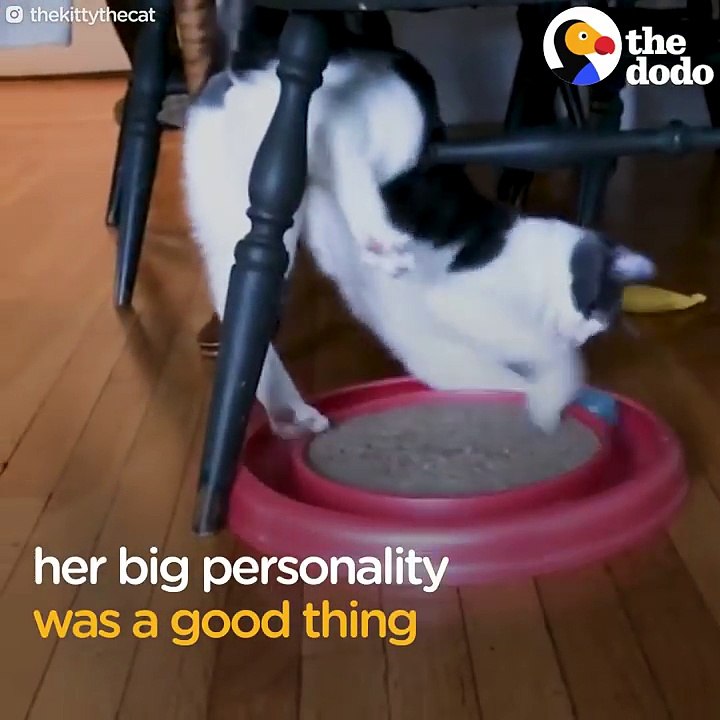 Mischievous Cat Labeled 'Problem Child' Finds A Mom Who Adores Her | The Dodo